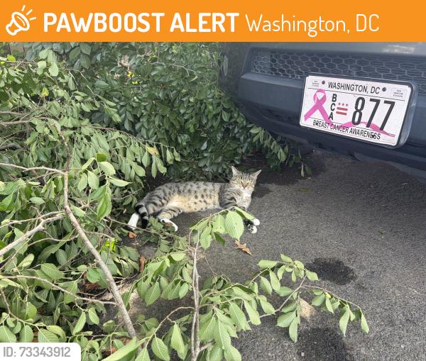 Found/Stray Male Cat last seen 36th and Eads St NE, Washington, DC 20019