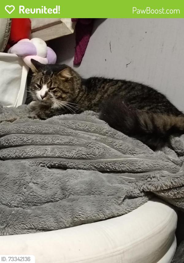 Reunited Male Cat last seen Mitchell Cres, meadow heights, Meadow Heights, VIC 3048