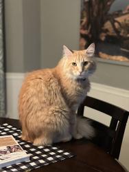 Lost Male Cat last seen Near Hillside dr. and Hillrock drive, Round Rock, TX 78681