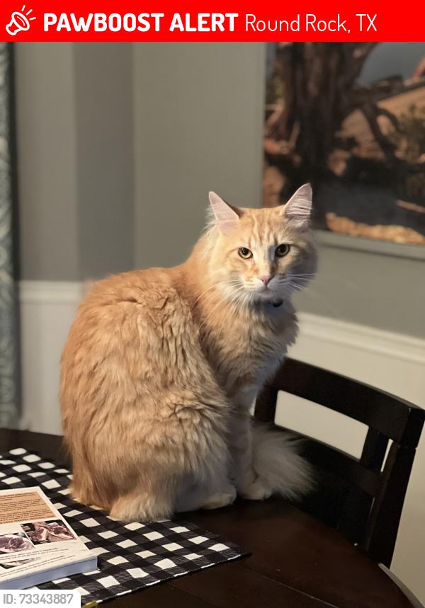 Lost Male Cat last seen Near Hillside dr. and Hillrock drive, Round Rock, TX 78681