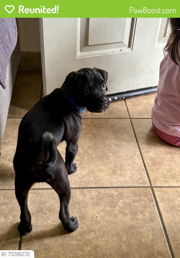 Reunited Male Dog last seen Panama Ave, California Ave, mark Twain middle school, Modesto, CA 95354
