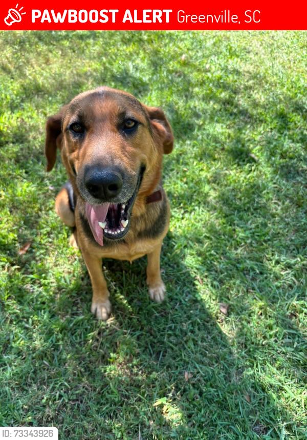 Lost Male Dog last seen State park and Beverly rd, Greenville, SC 29609