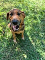 Lost Male Dog last seen State park and Beverly rd, Greenville, SC 29609