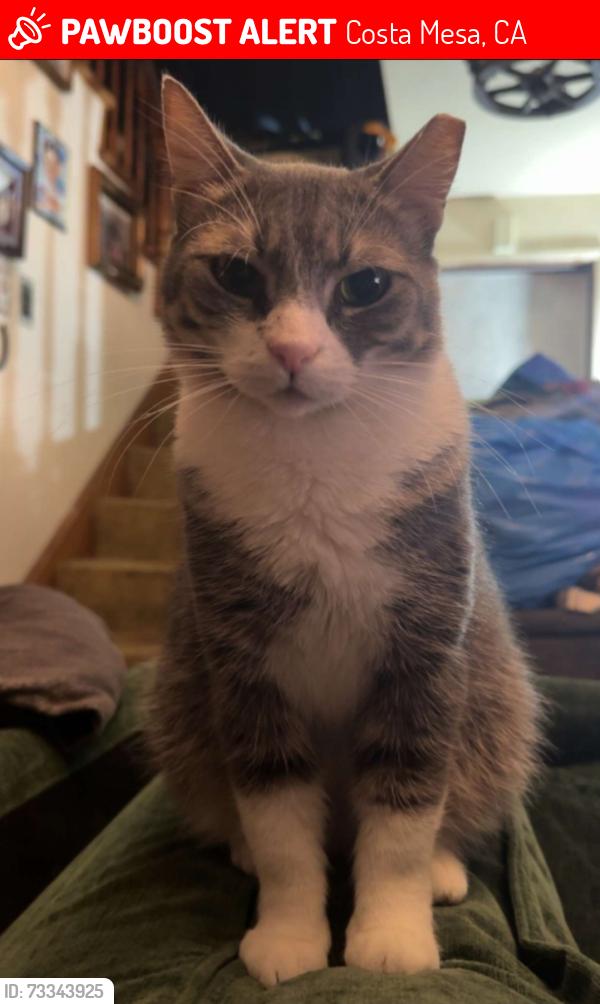 Lost Female Cat last seen Maple Ave and Bay Street Costa Mesa, Costa Mesa, CA 92627
