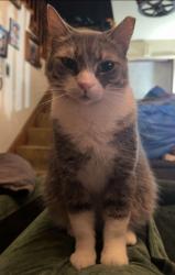 Lost Female Cat last seen Maple Ave and Bay Street Costa Mesa, Costa Mesa, CA 92627