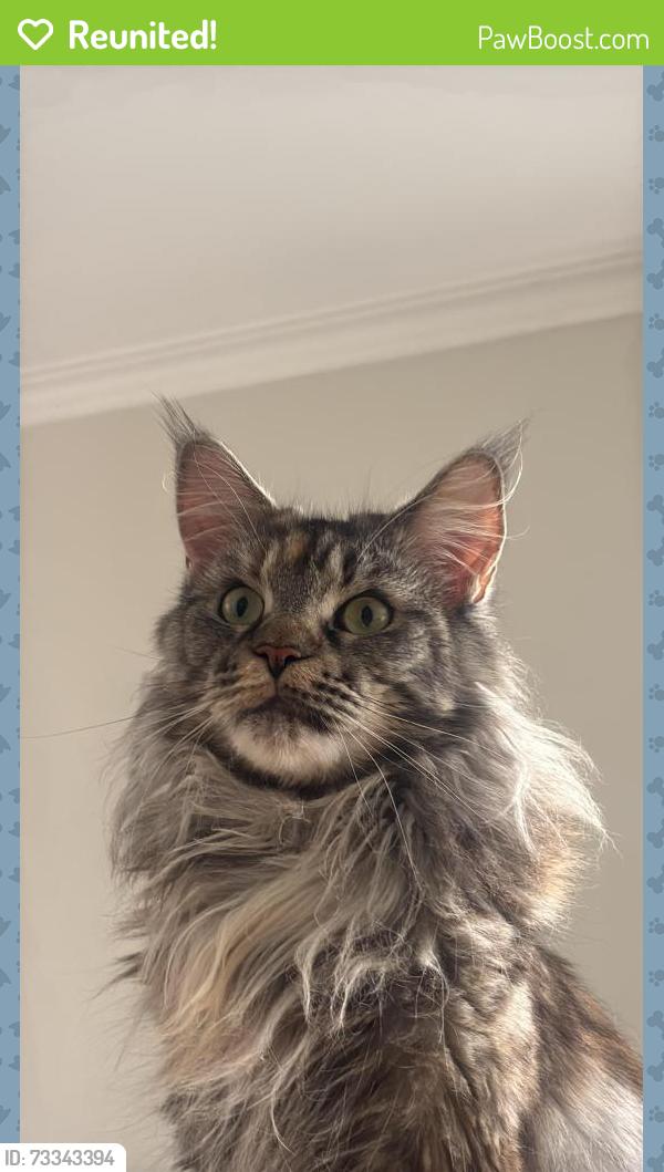Reunited Female Cat last seen Buthurst, Toronto, ON M6B 2S3