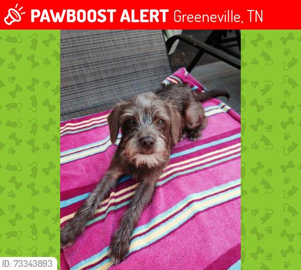 Lost Male Dog last seen Old Shiloh Road, Greeneville, TN 37745
