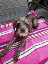 Lost Male Dog last seen Old Shiloh Road, Greeneville, TN 37745