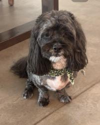 Lost Male Dog last seen Stone hse/ Heritage point place, Sahuarita, AZ 85614