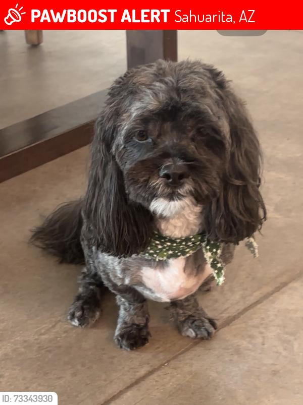 Lost Male Dog last seen Stone hse/ Heritage point place, Sahuarita, AZ 85614
