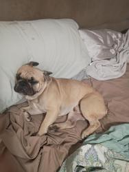 Lost Male Dog last seen 62nd ave N, St. Petersburg, FL 33702