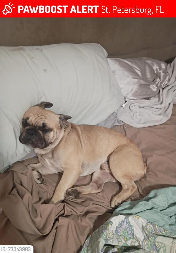 Lost Male Dog last seen 62nd ave N, St. Petersburg, FL 33702