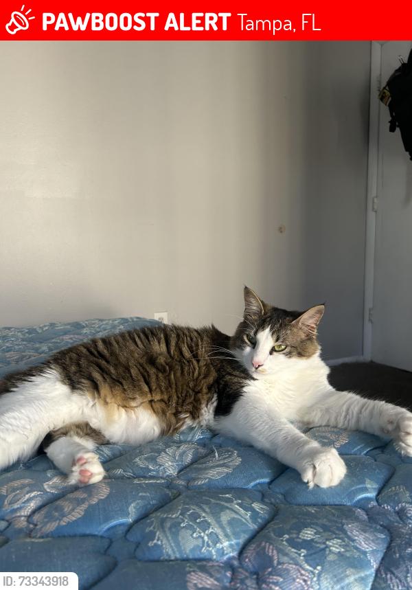 Lost Male Cat last seen Raintree, Tampa, FL 33617