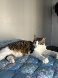 Lost Male Cat last seen Raintree, Tampa, FL 33617