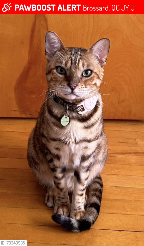 Lost Male Cat last seen Near rue de Lausanne, Brossard, QC J4Y 0J4