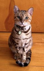 Lost Male Cat last seen Near rue de Lausanne, Brossard, QC J4Y 0J4