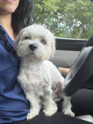 Reunited Female Dog last seen 73rd ST & biscayne boulevard, Miami, FL 33137