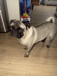 Found/Stray Male Dog last seen 19th ave and buckeye, Phoenix, AZ 85009