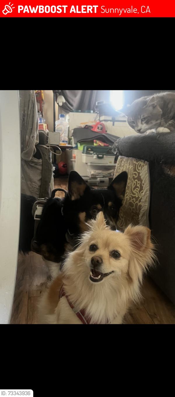 Lost Female Dog last seen Ponderosa park, Sunnyvale, CA 94086