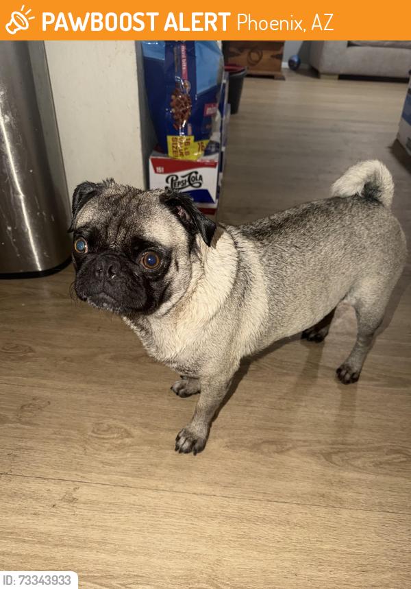 Found/Stray Male Dog last seen 19th ave and buckeye, Phoenix, AZ 85009
