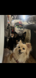 Lost Female Dog last seen Ponderosa park, Sunnyvale, CA 94086