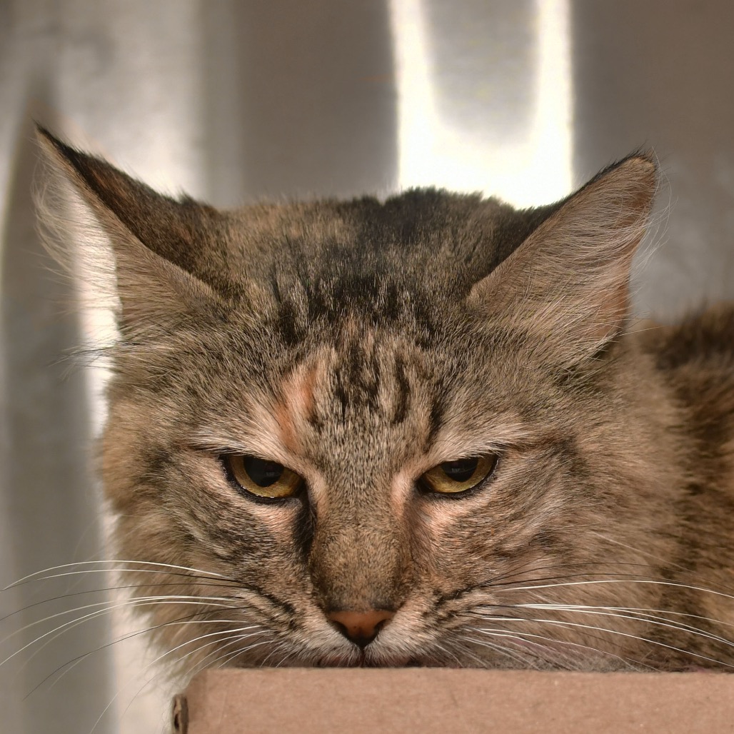 Shelter Stray Female Cat last seen , 3173 K-68 Hwy, Ottawa, KS 66067, USA