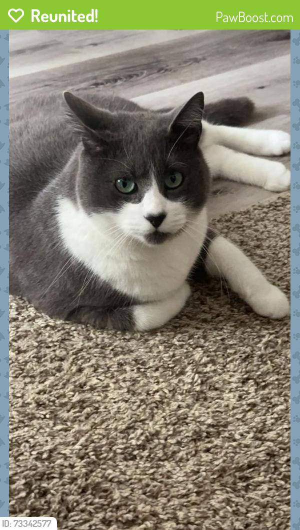 Reunited Male Cat last seen Near Nellie Ln, Nipomo, CA 93444, USA, Nipomo, CA 93444