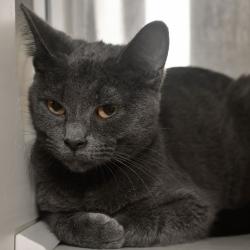 Shelter Stray Female Cat last seen , 3173 K-68 Hwy, Ottawa, KS 66067, USA