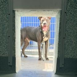 Shelter Stray Male Dog last seen , 12910 Yukon Ave, Hawthorne, CA 90250, USA