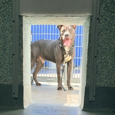 Shelter Stray Male Dog last seen , 12910 Yukon Ave, Hawthorne, CA 90250, USA