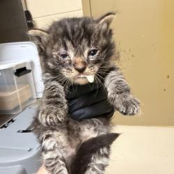 Shelter Stray Male Cat last seen , 5570 Sturmer Park Cir, Winston-Salem, NC 27105, USA