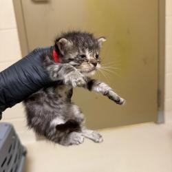Shelter Stray Male Cat last seen , 5570 Sturmer Park Cir, Winston-Salem, NC 27105, USA