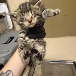 Shelter Stray Female Cat last seen , 5570 Sturmer Park Cir, Winston-Salem, NC 27105, USA