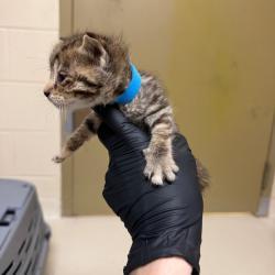 Shelter Stray Female Cat last seen , 5570 Sturmer Park Cir, Winston-Salem, NC 27105, USA