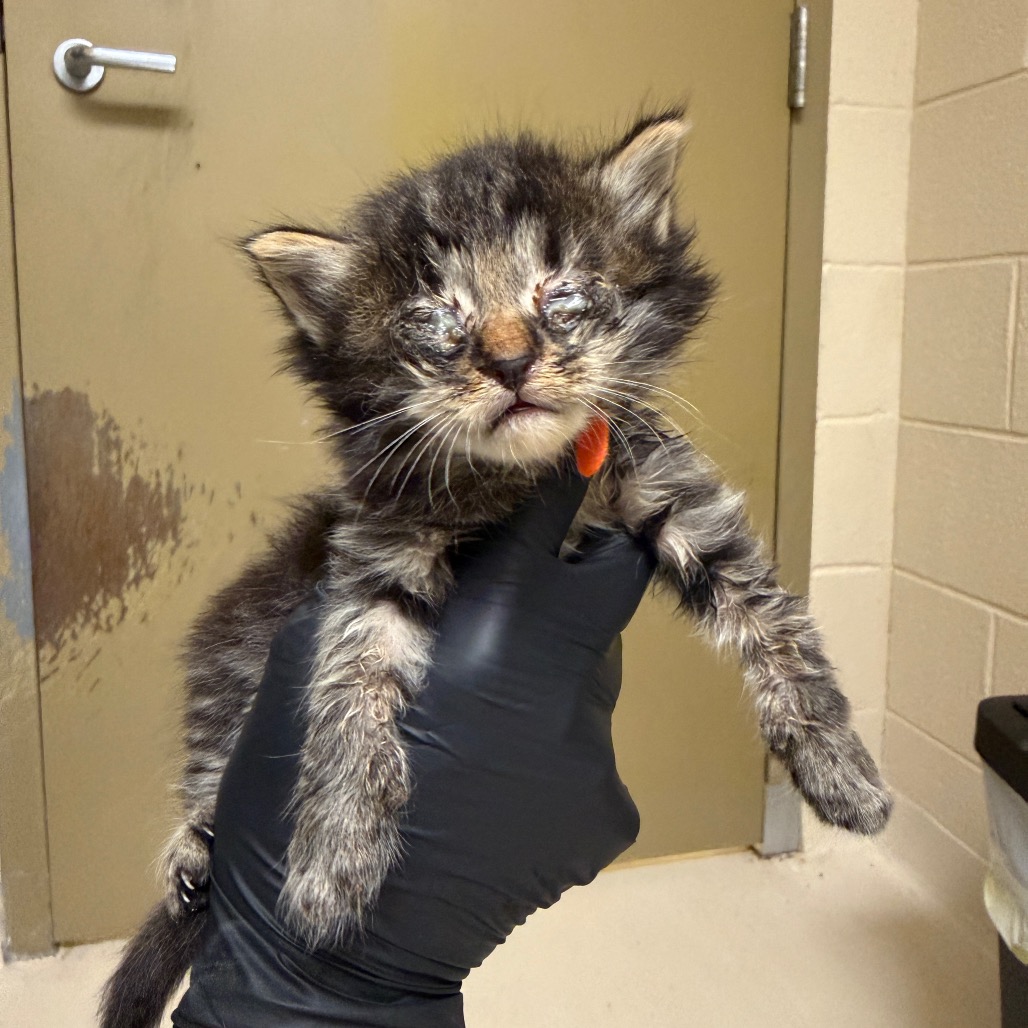 Shelter Stray Male Cat last seen , 5570 Sturmer Park Cir, Winston-Salem, NC 27105, USA