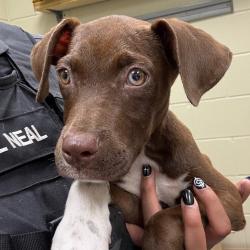 Shelter Stray Female Dog last seen , 4900 Milgen Rd, Columbus, GA 31907, USA