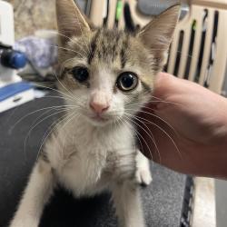 Shelter Stray Female Cat last seen , 3100 Deats Rd, Dickinson, TX 77539, USA