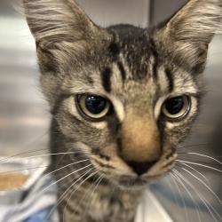 Shelter Stray Male Cat last seen , 980 Guilford College Rd, Greensboro, NC 27409, USA