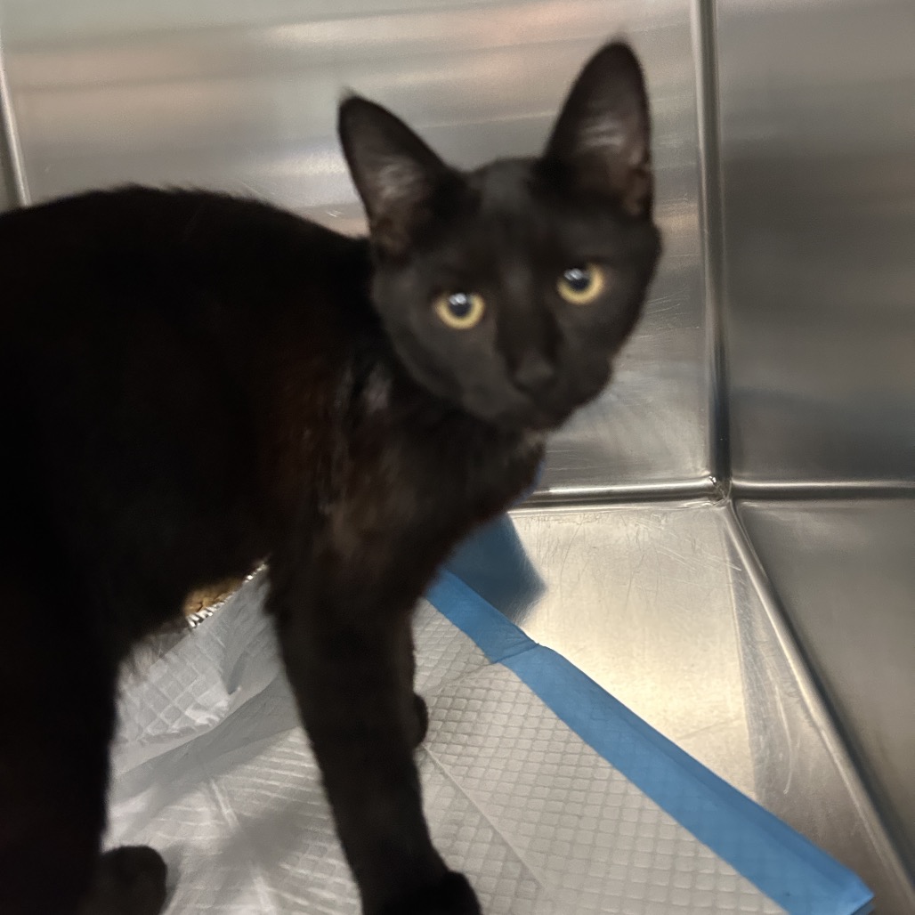 Shelter Stray Male Cat last seen , 980 Guilford College Rd, Greensboro, NC 27409, USA