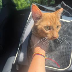 Shelter Stray Female Cat last seen , 980 Guilford College Rd, Greensboro, NC 27409, USA