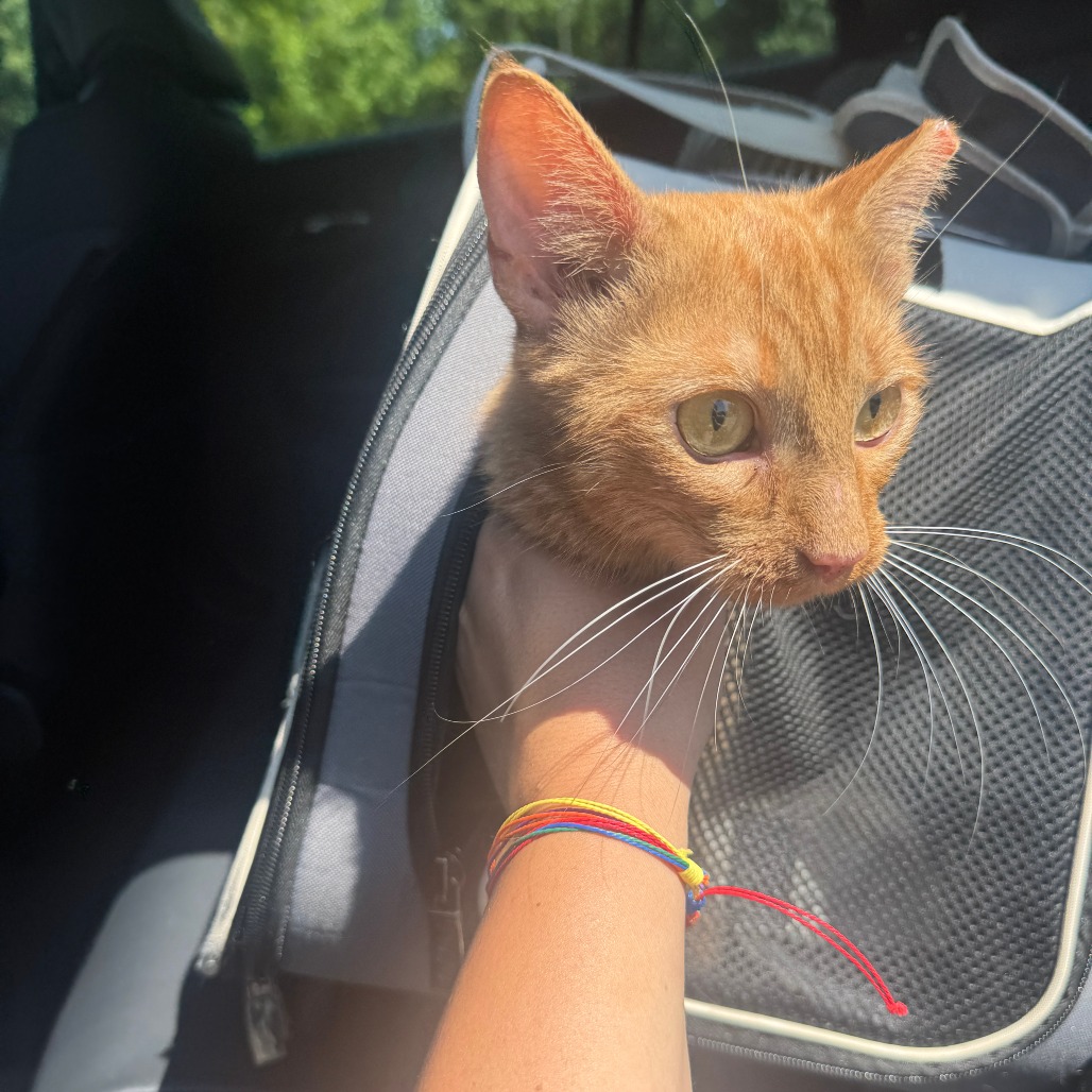 Shelter Stray Female Cat last seen , 980 Guilford College Rd, Greensboro, NC 27409, USA