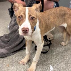 Shelter Stray Female Dog last seen , 8464 Beach Blvd, Jacksonville, FL 32216, USA