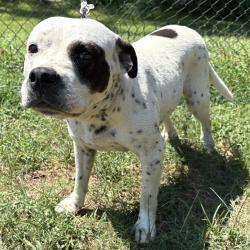 Shelter Stray Female Dog last seen , 2951 S 1st St, Cabot, AR 72023, USA