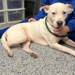 Shelter Stray Male Dog last seen , 328 Furman Hall Rd, Greenville, SC 29609, USA