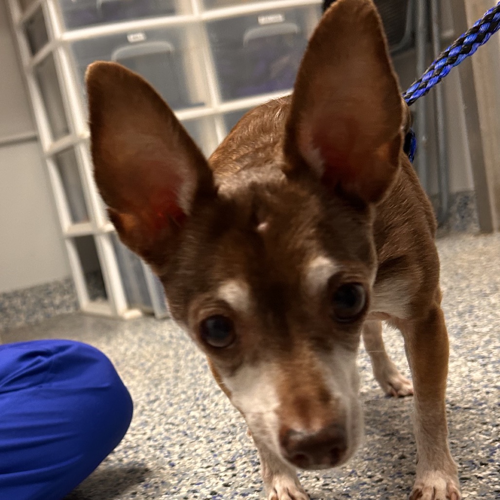 Shelter Stray Male Dog last seen , 328 Furman Hall Rd, Greenville, SC 29609, USA