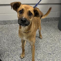 Shelter Stray Female Dog last seen , 328 Furman Hall Rd, Greenville, SC 29609, USA