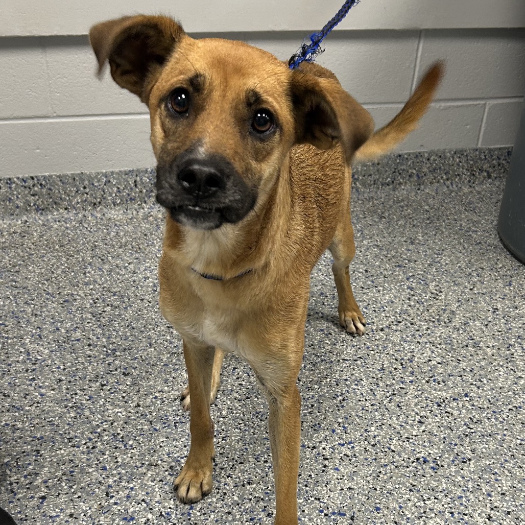 Shelter Stray Female Dog last seen , 328 Furman Hall Rd, Greenville, SC 29609, USA