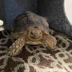 Shelter Stray Male Other last seen , 361 S Raymond Ave, Pasadena, CA 91105, USA
