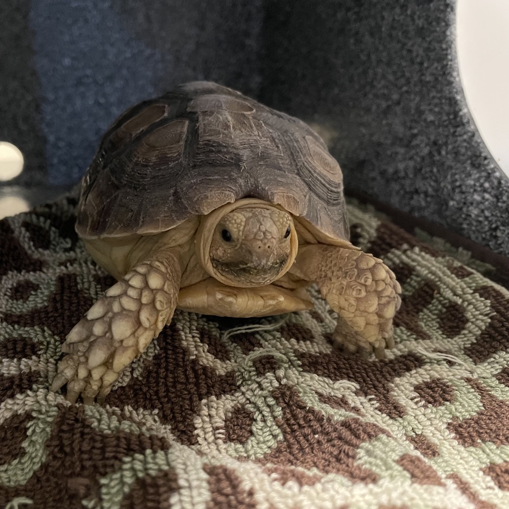 Shelter Stray Male Other last seen , 361 S Raymond Ave, Pasadena, CA 91105, USA