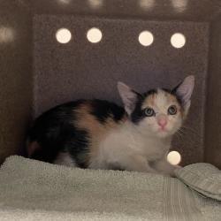 Shelter Stray Female Cat last seen , 361 S Raymond Ave, Pasadena, CA 91105, USA